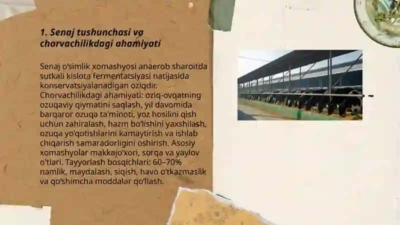 Senaj tayyorlash texnologiyasi 3