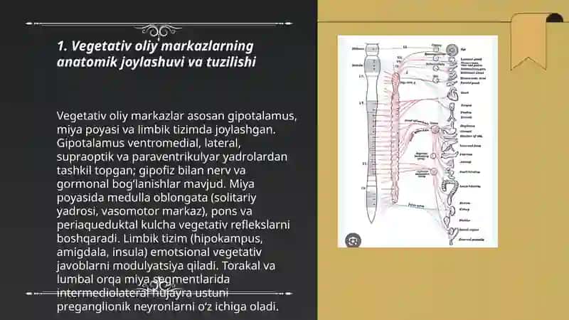 Vegetativ oliy markazlar va ularning funksional ahamiyati 3