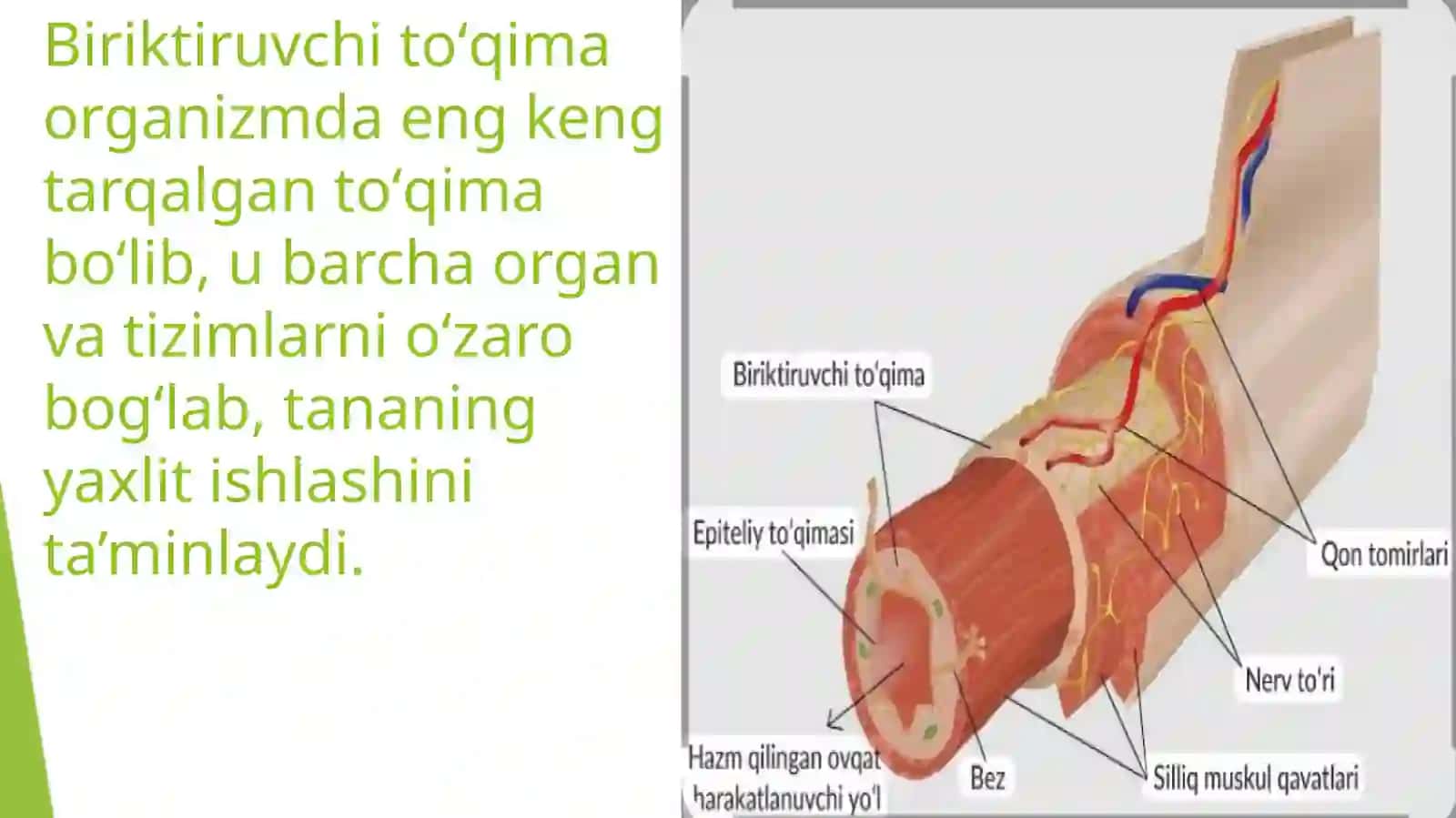 Asl biriktiruvchi toqima 3