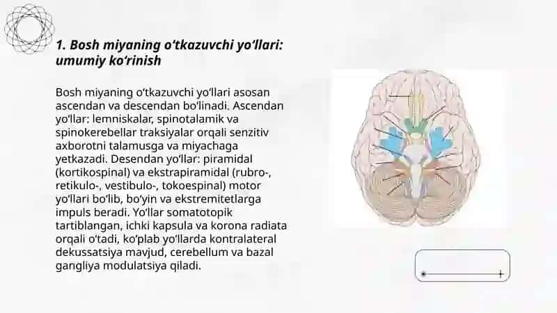 Bosh va orqa miya oʻtkazuv yoʻllari 3
