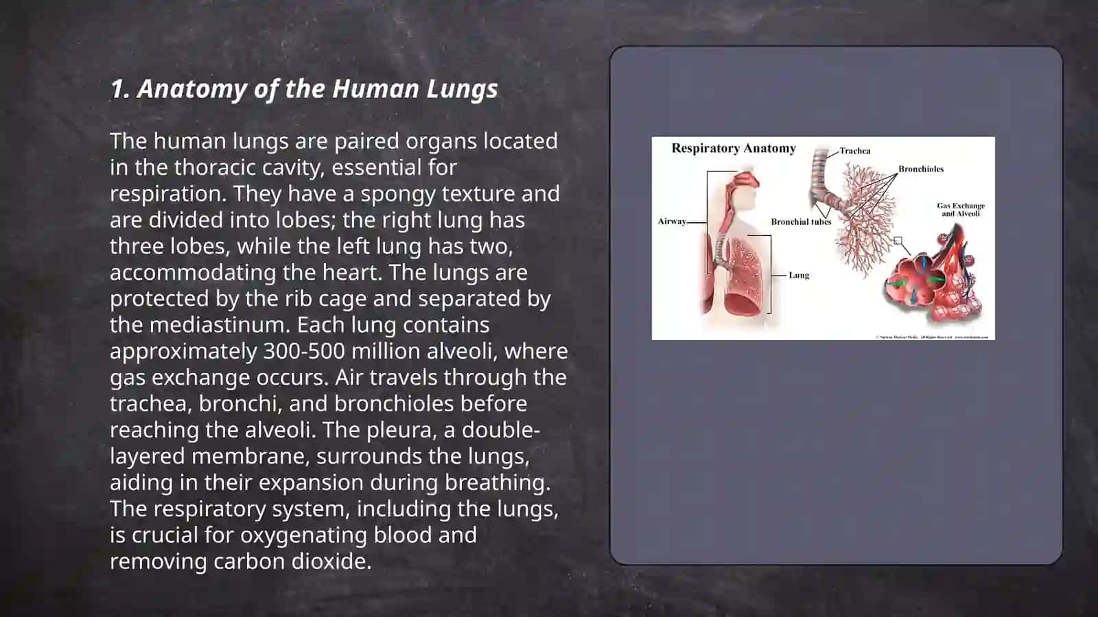 Anatomy of the Human Lungs 3