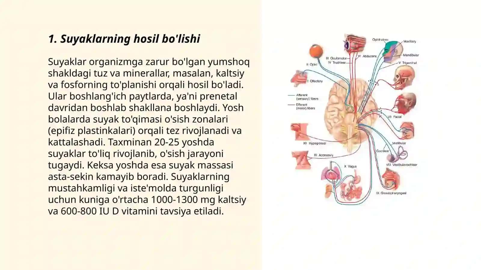 Suyaklarning birikishi 3