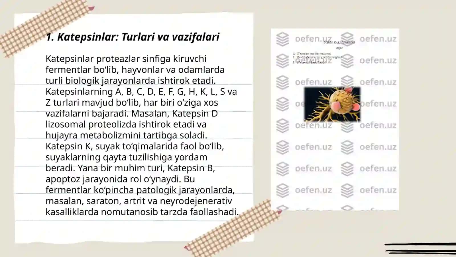 Katepsinlar ularning klinik ahamiyati 3