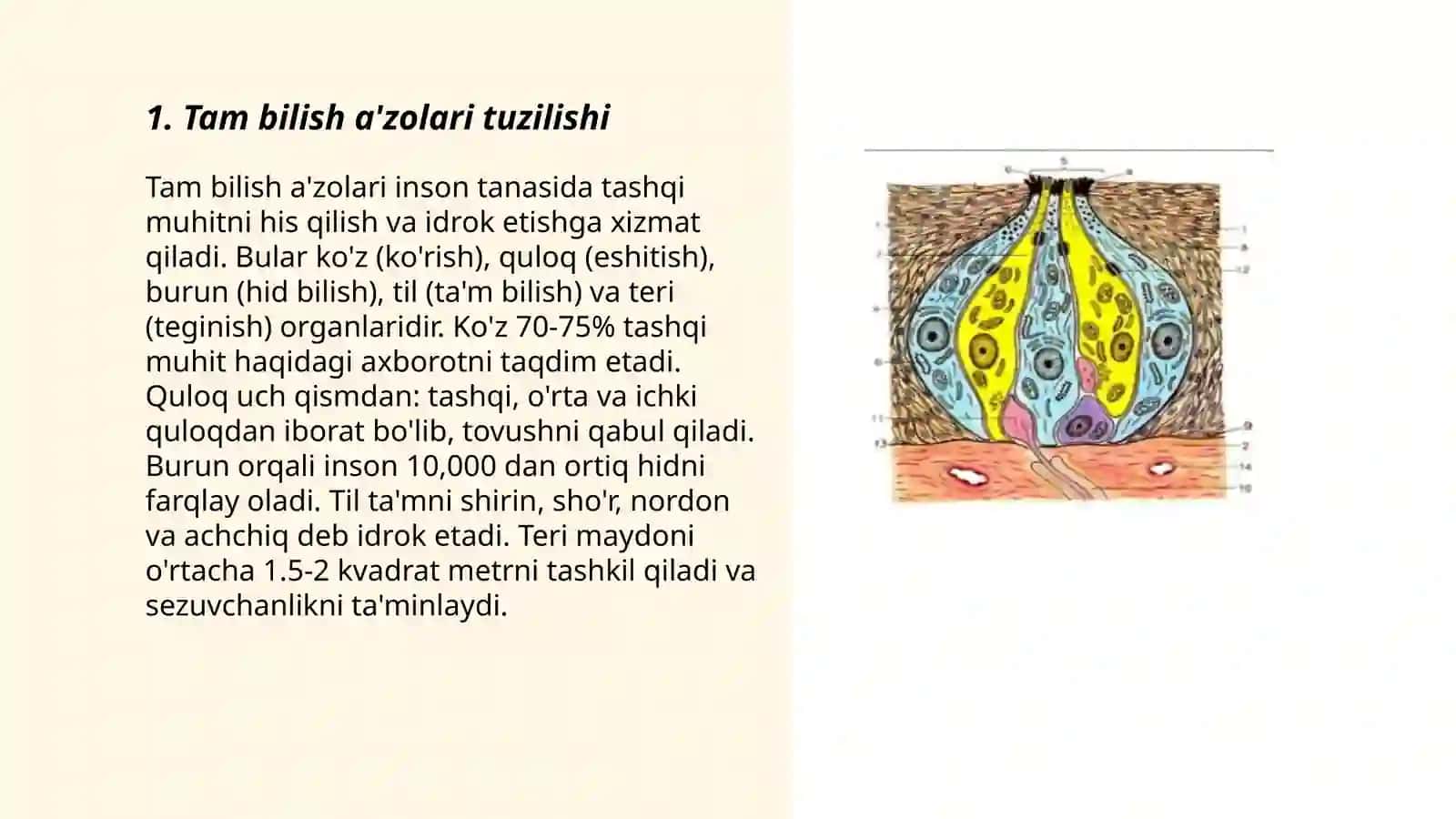 Tam bilish a'zolari tuzilishi 3