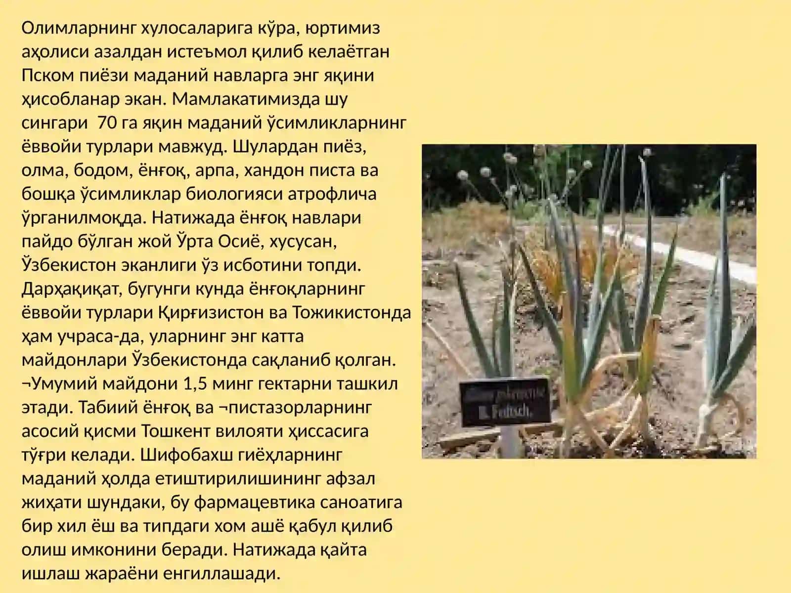 МАНЗАРАЛИ ДОРИВОР ЎСИМЛИКЛАР 3