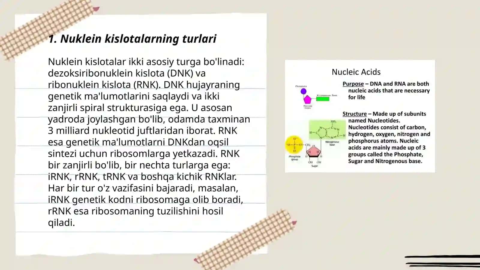 Nuklein kislotalar 3