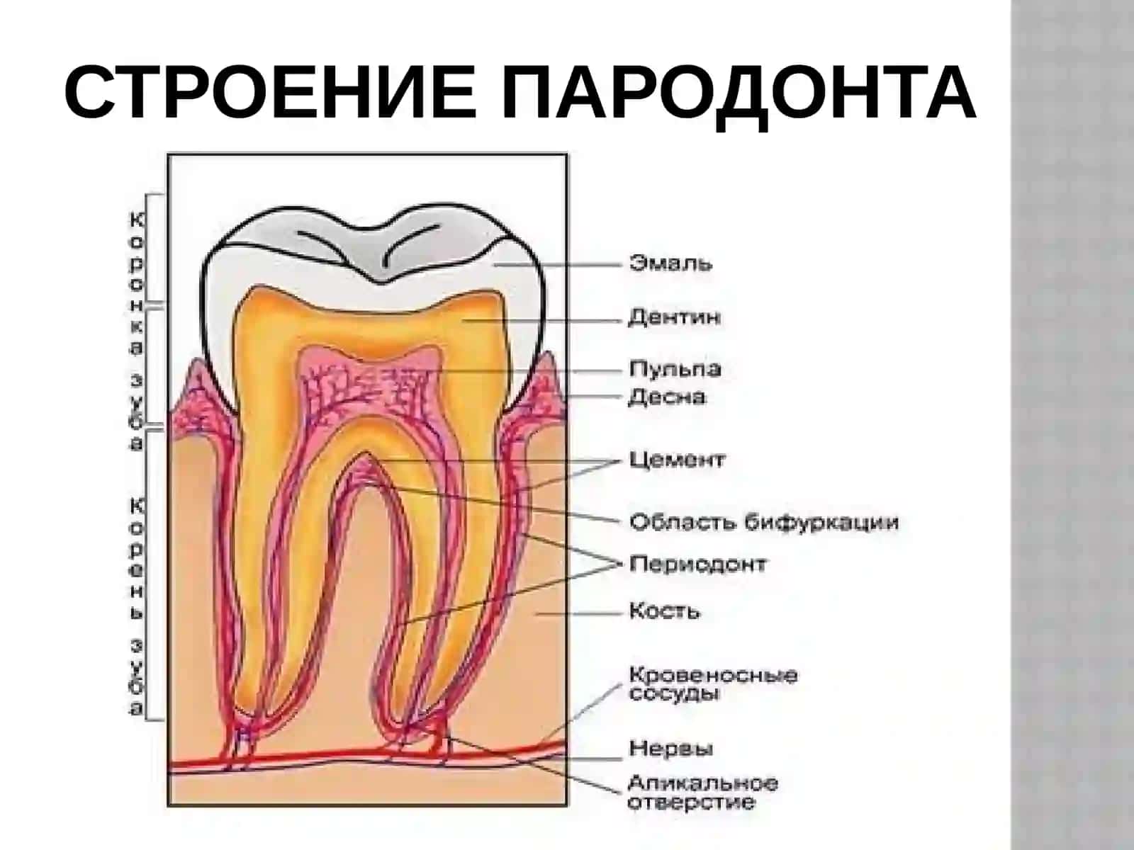 Пародонт 3