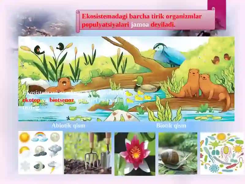 EKOSISTEMALARDAGI O‘ZARO MUNOSABATLAR 3
