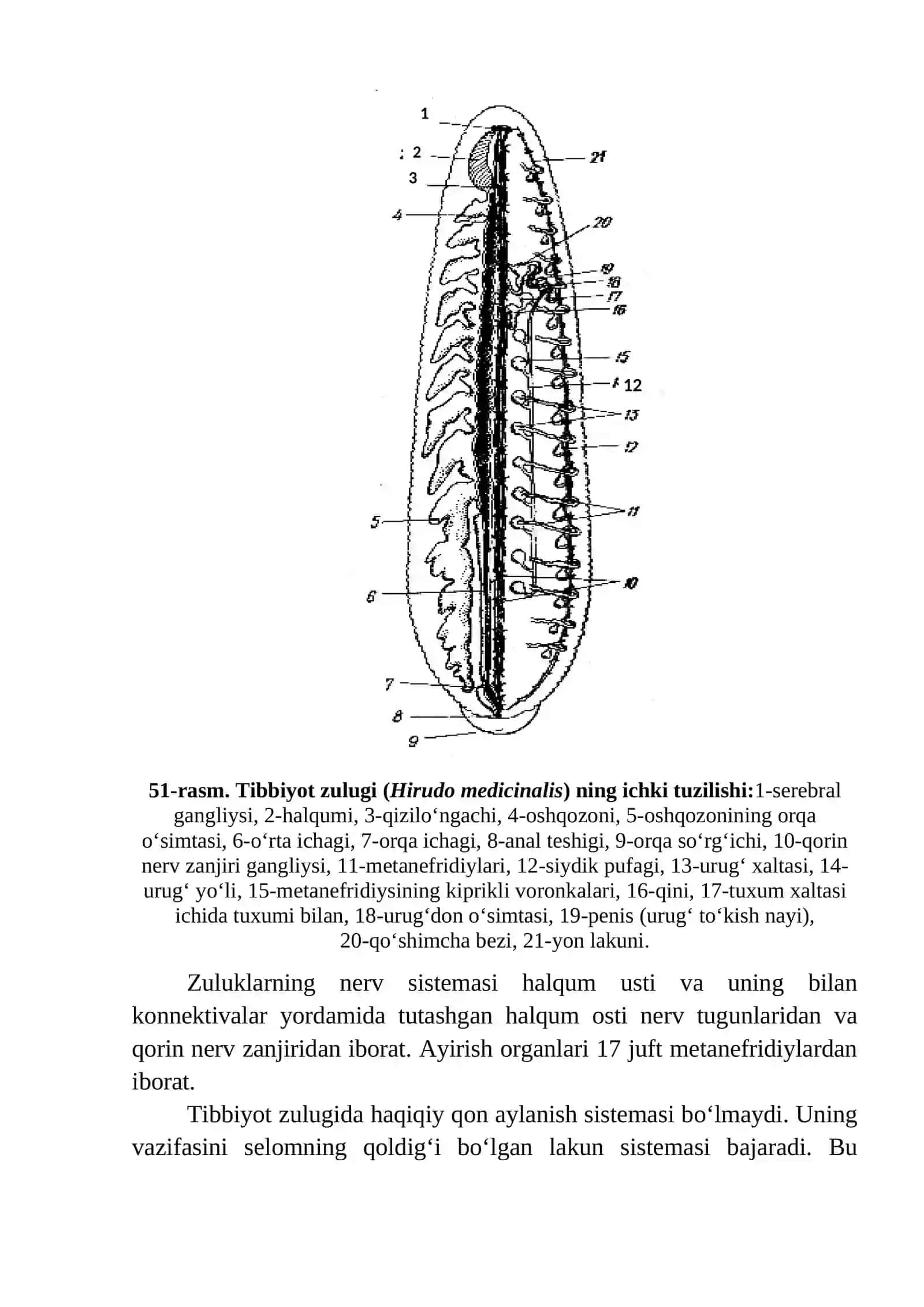 Tibbiyot Zulugi (Hirudo medicinalis) 3