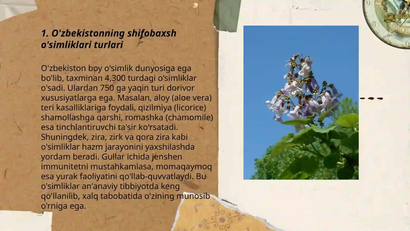 O'zbekiston shifobaxsh o’simliklari 3