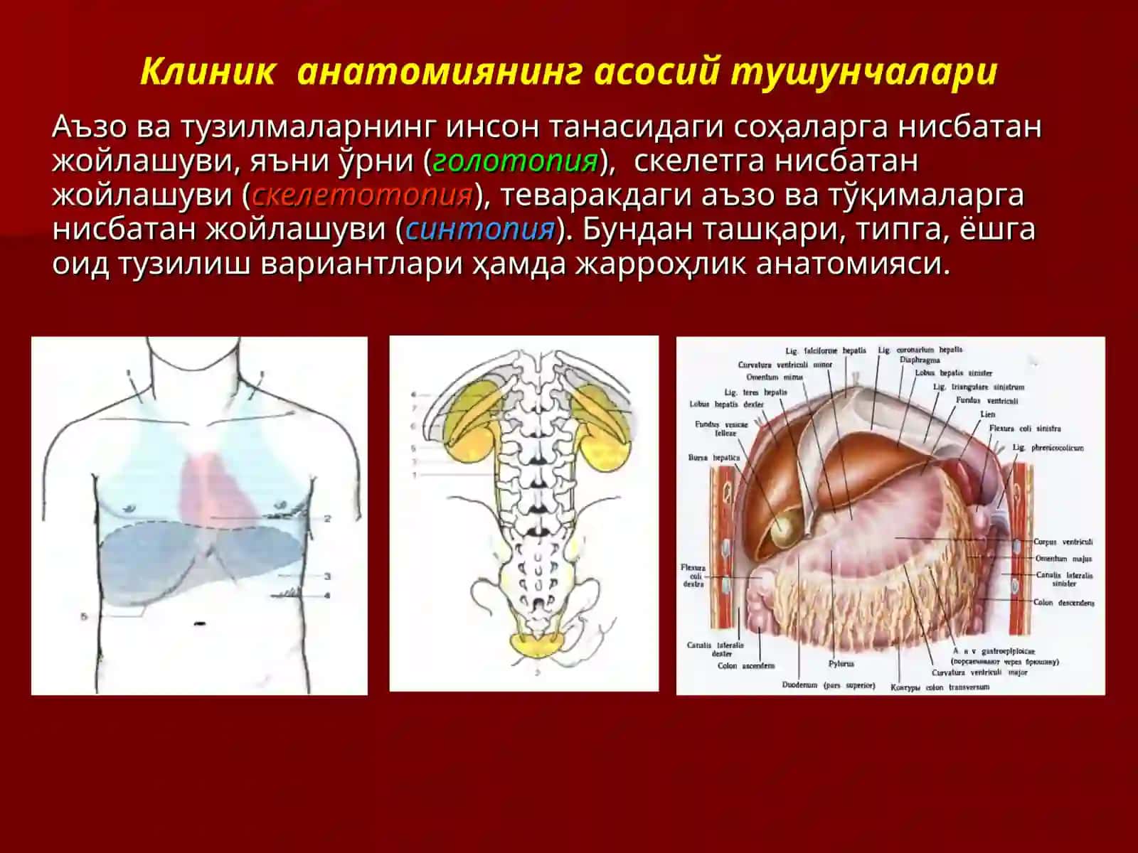 Клиник анатомия фани ва вазифалари 3