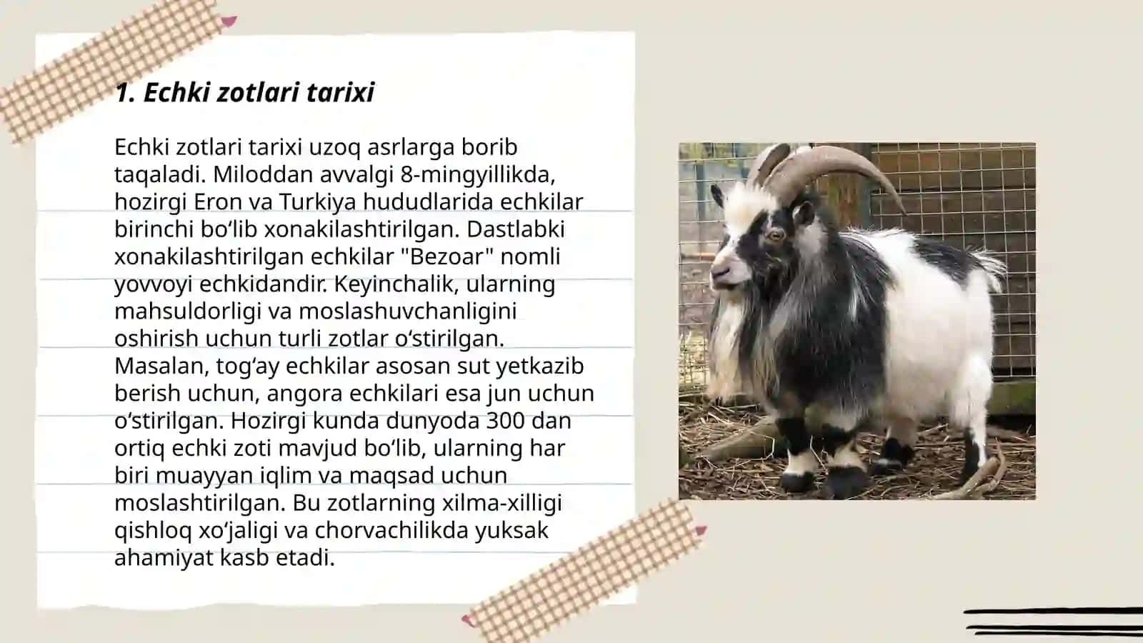 Echki zotlari 3