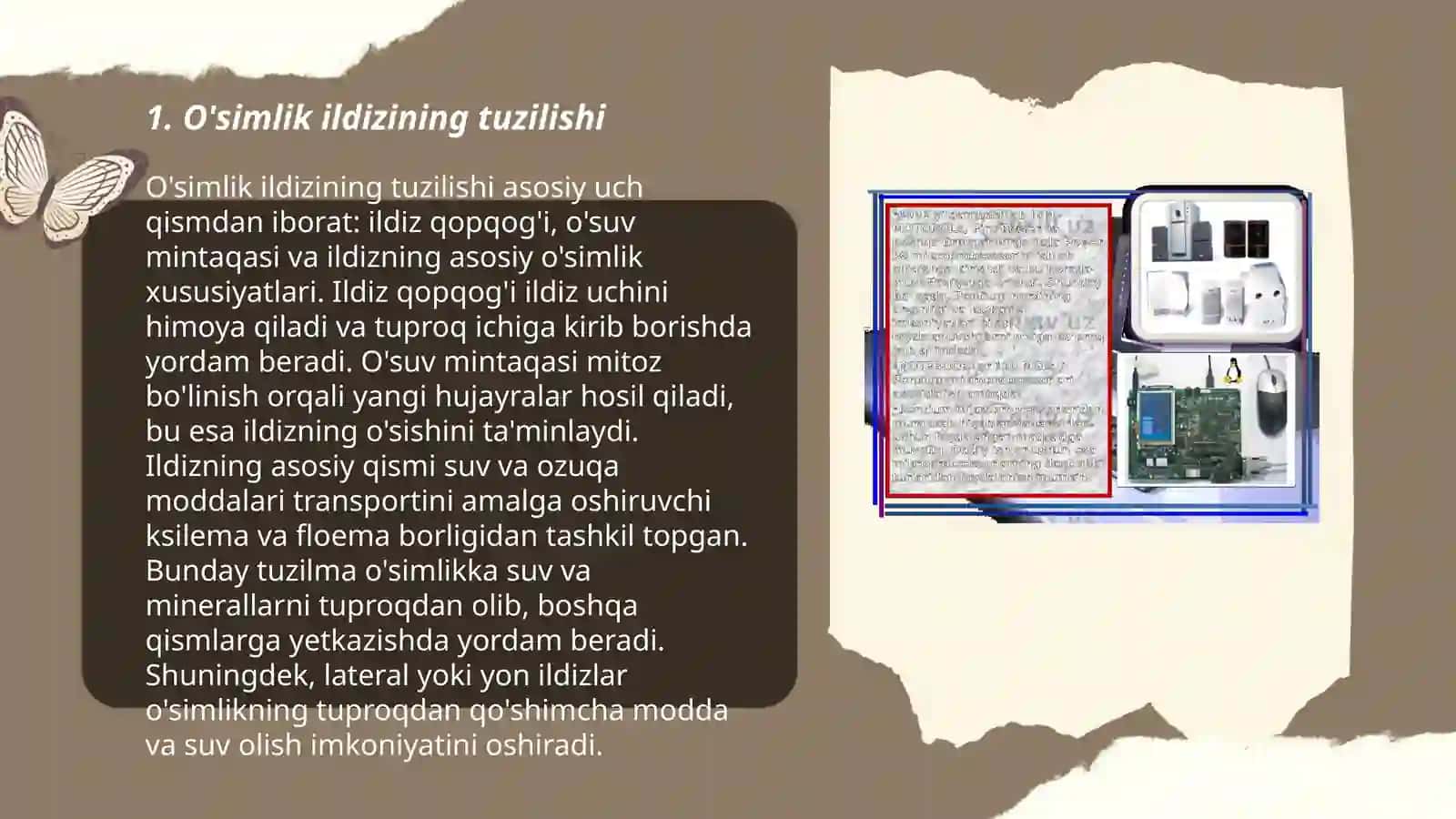O'simlik ildizi 3