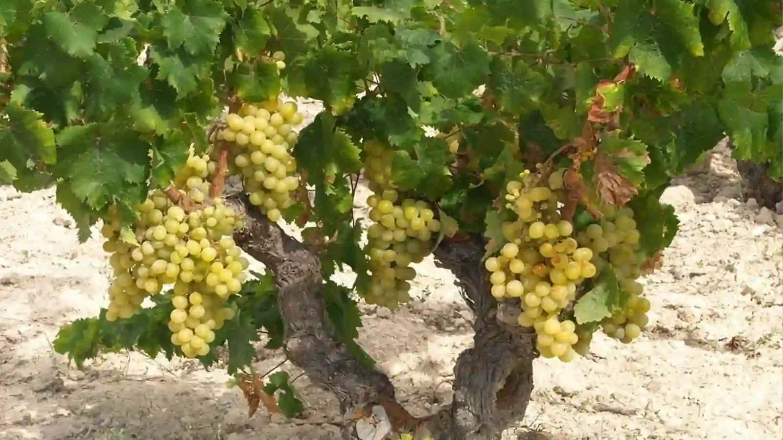 Muskad vino xaqida malumot 3