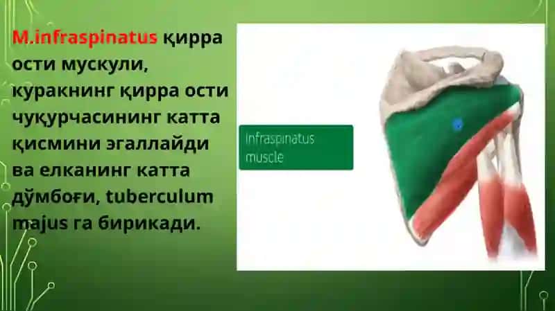 Елка камари ва Эркин харакатчан қўл мускуллари 3