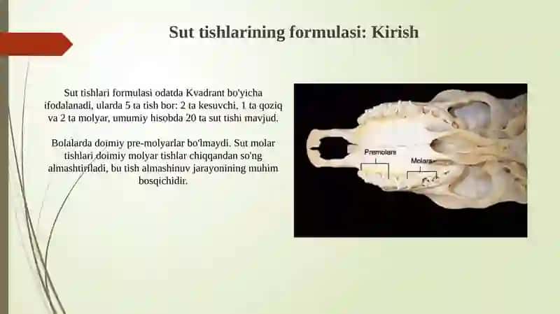 Sut va doimiy tishlarning formulalari 3
