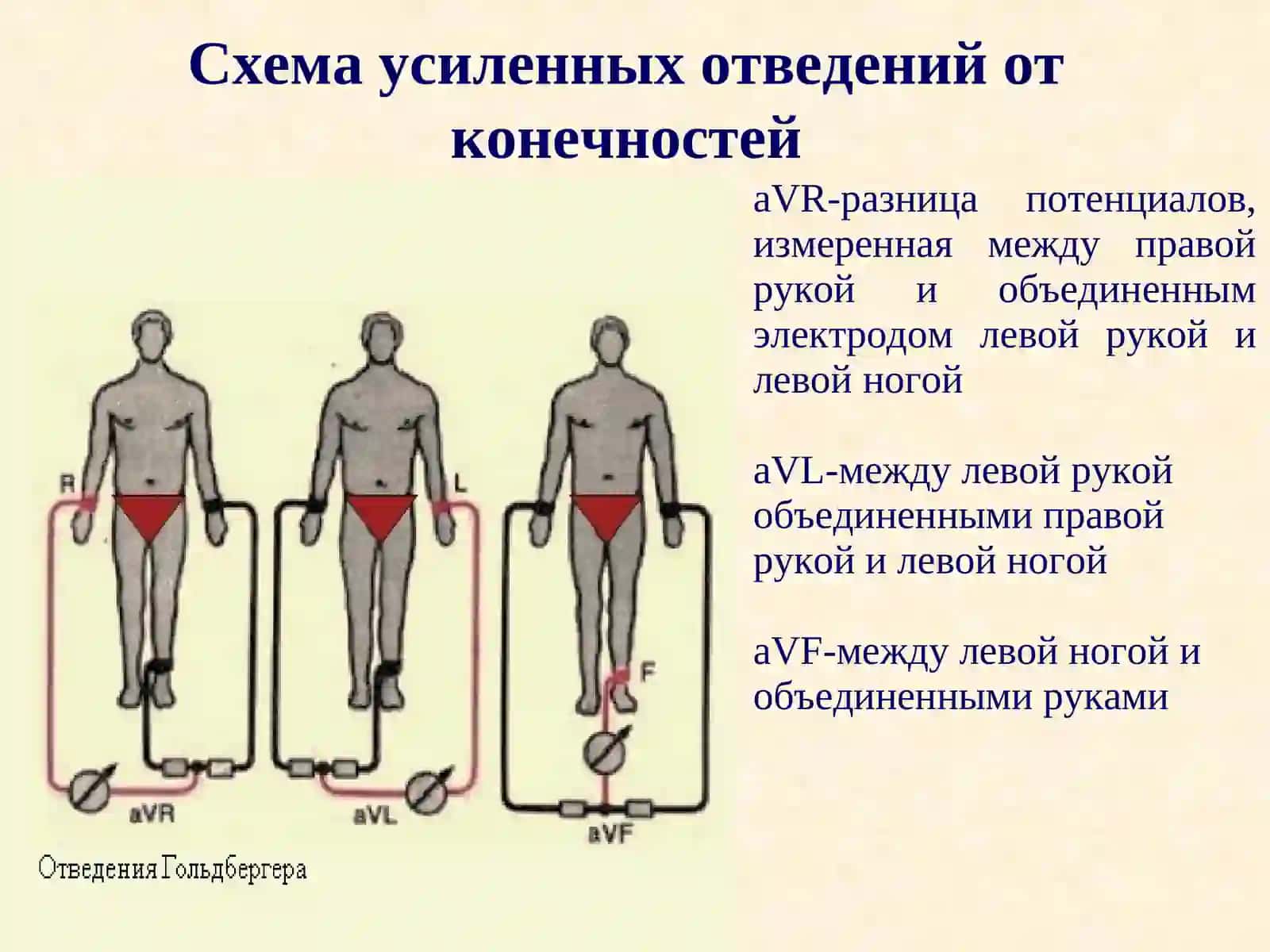 Нормативные значения ЭКГ 3