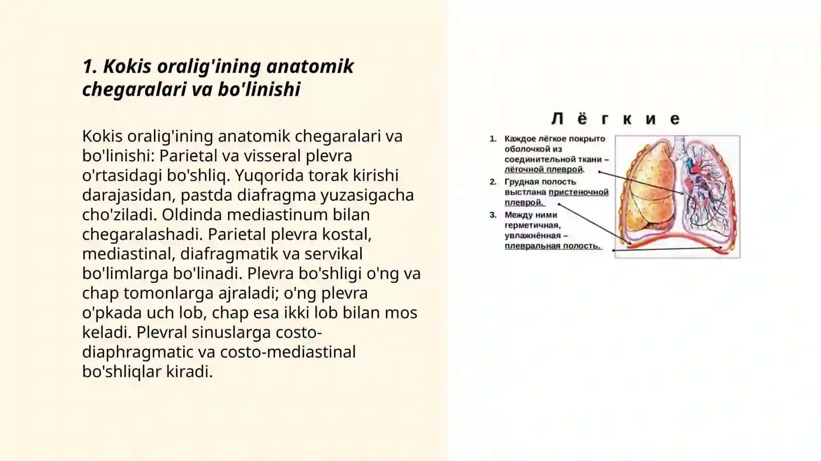 Kokis oraligi va plevra 3