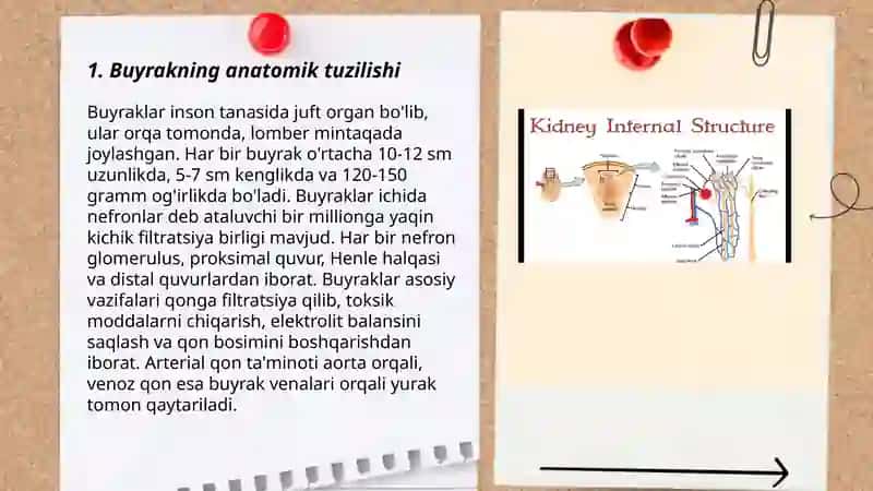 Buyrak tuzilishi va vazifasi 3