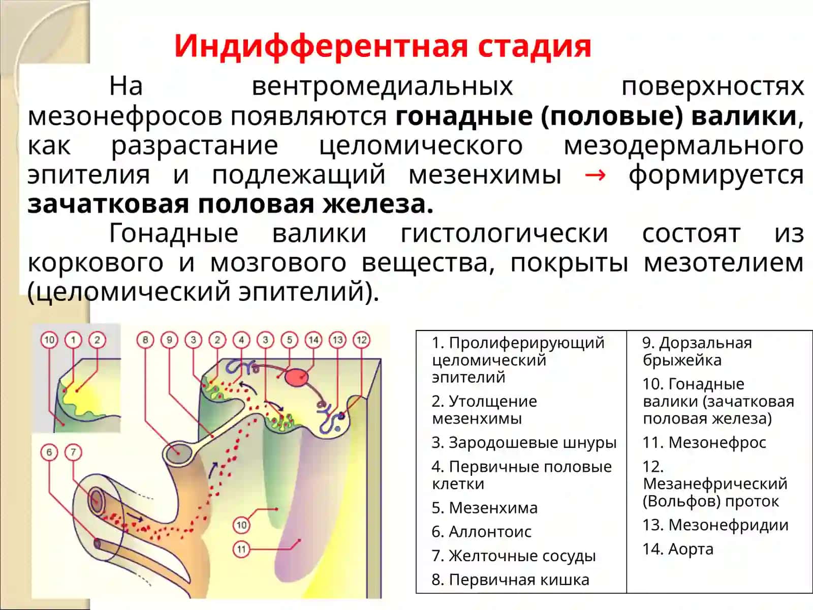 Гистология, цитология, эмбриология 3