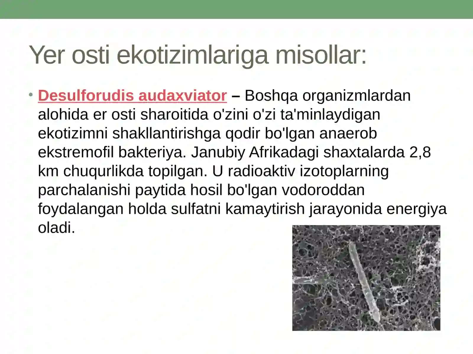 Yer osti ekotizimi 3