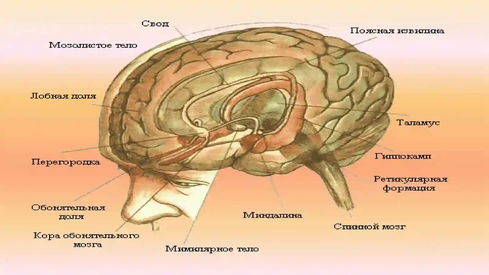 Эмоция ва ҳиссиёт 3