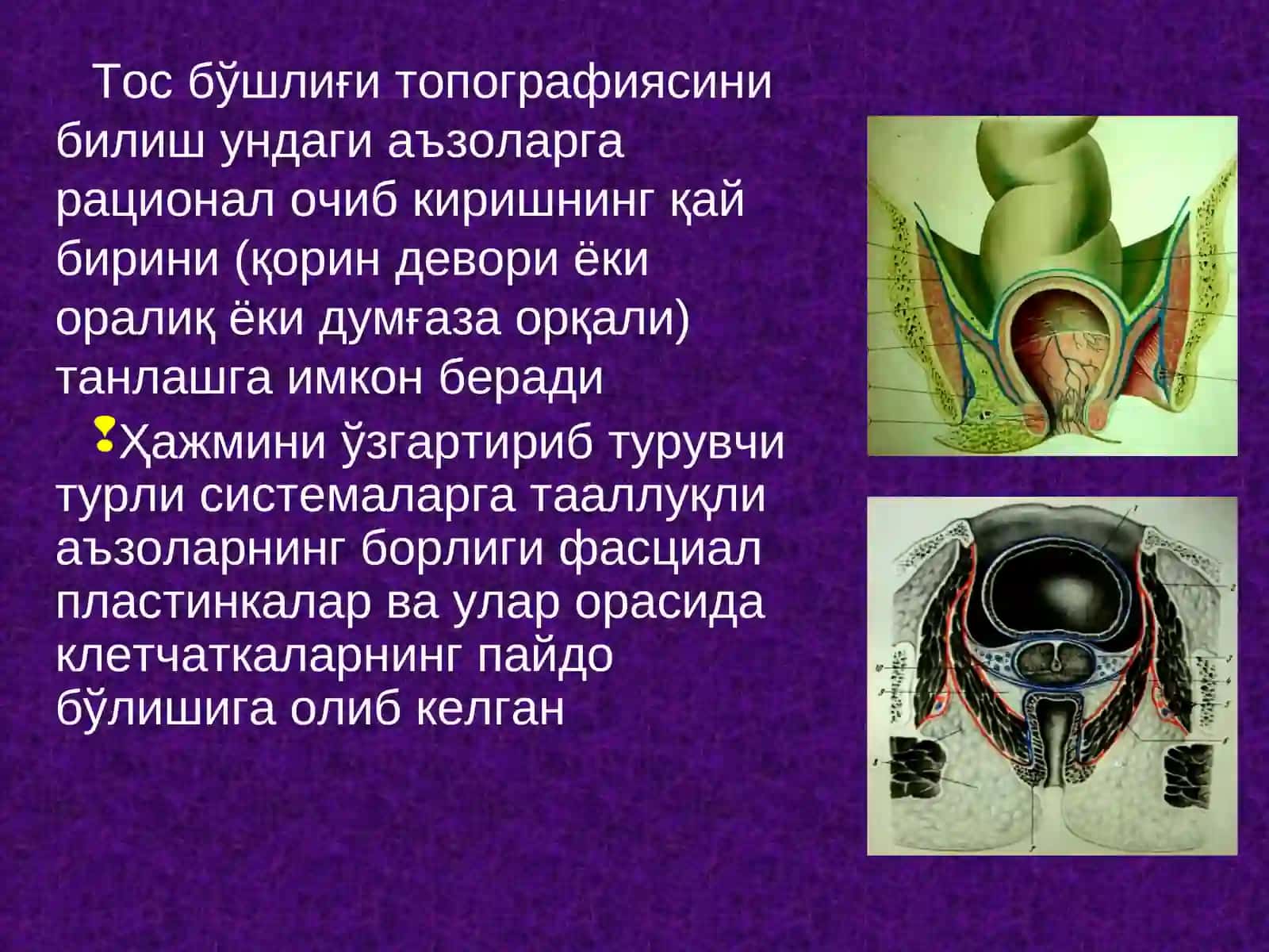 Тос чаноғи топографик анатомияси 3