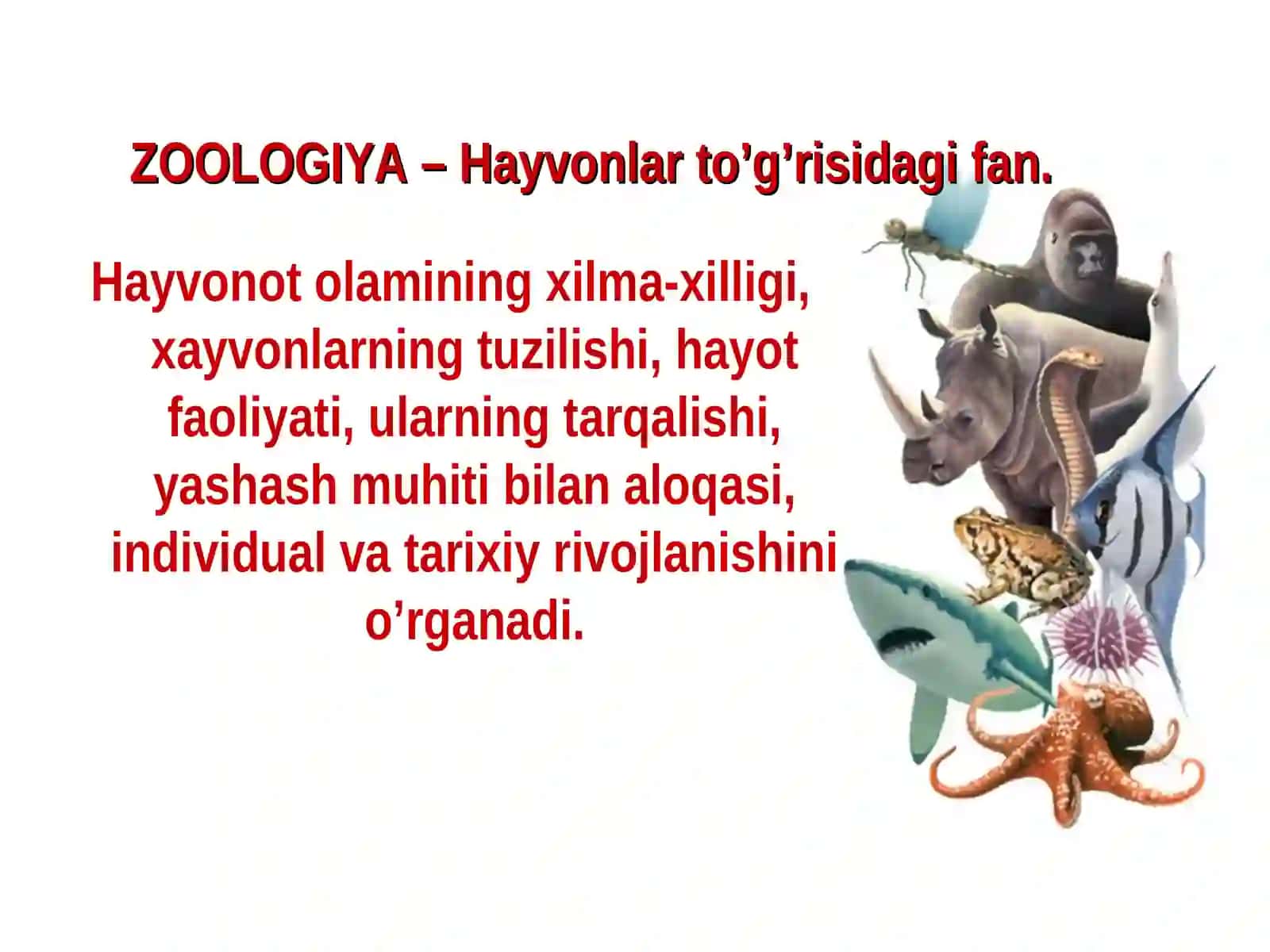 Zoologiya 3