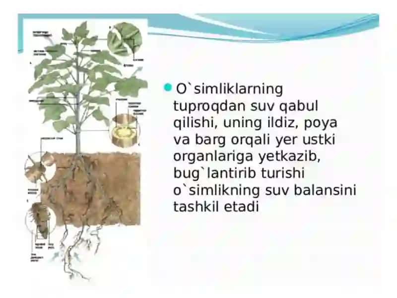 Oʻsimliklardaayirish 3