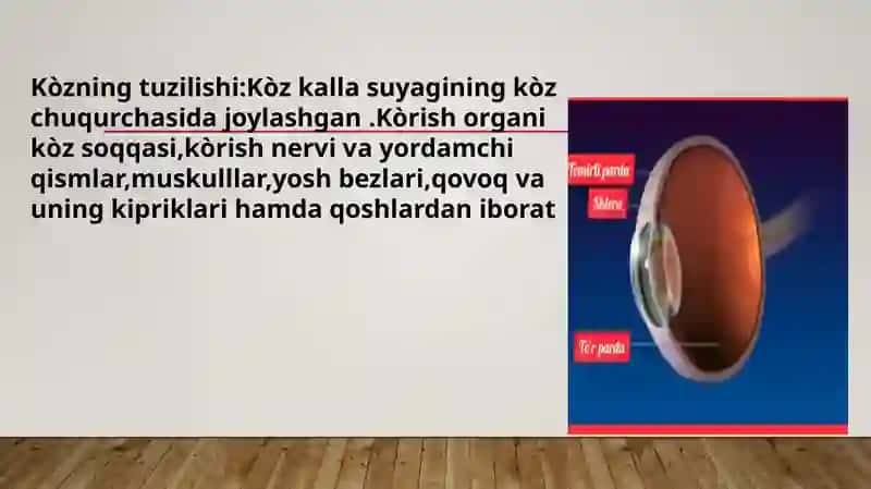 Kòrish ORGANLARINING TUZILISHI 3