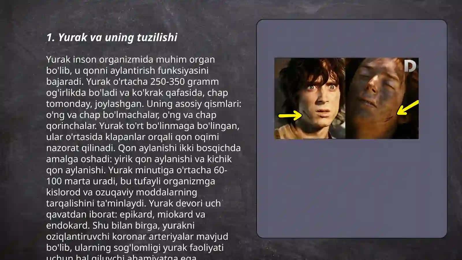 Yurak va uning tuzilishi 3