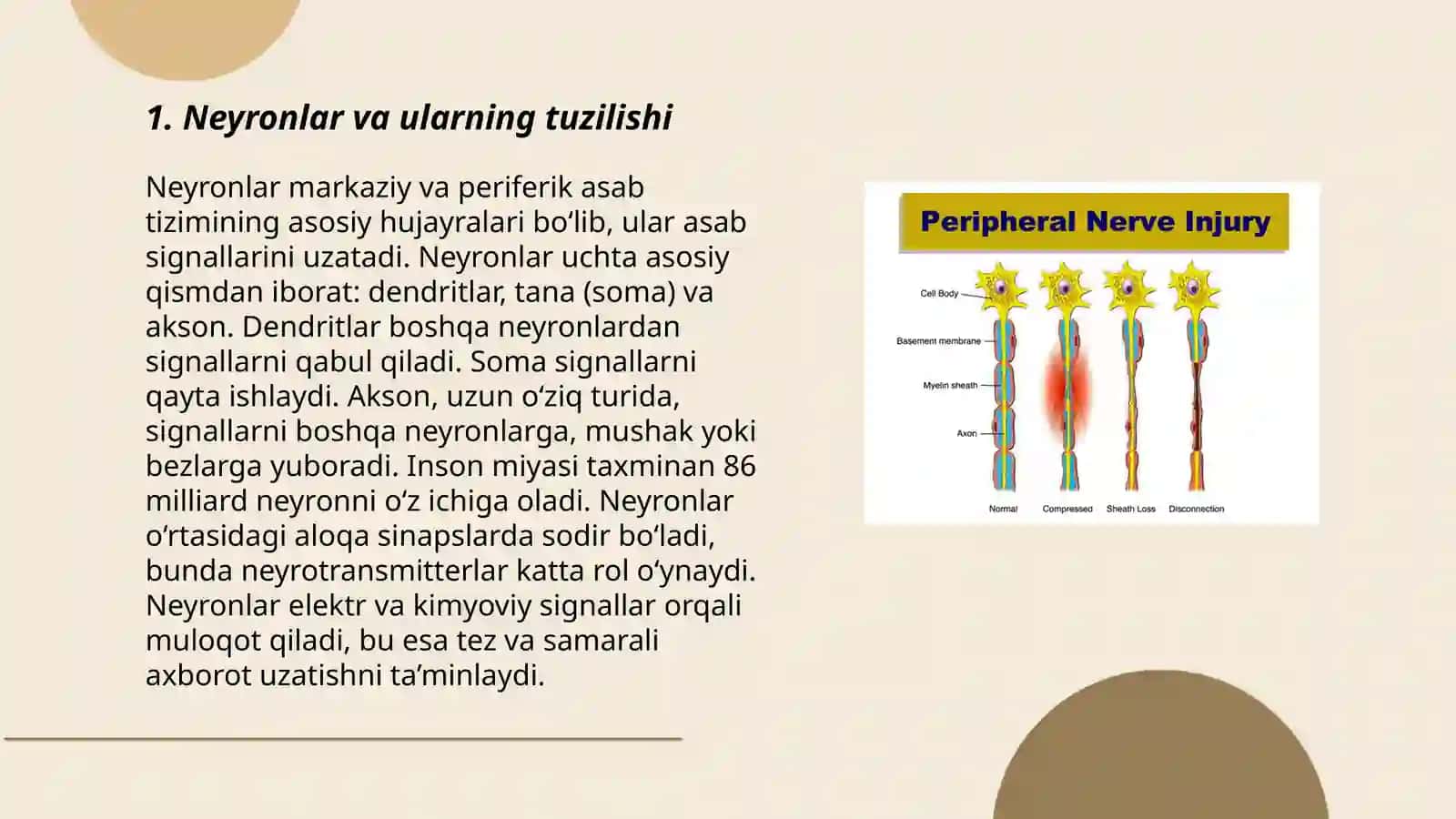 Neyronlar va ularning tuzilishi 3