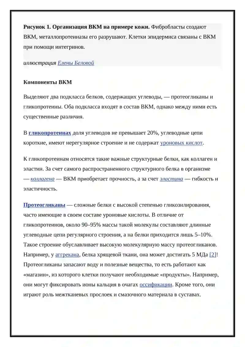 Внеклеточный матрикс 3