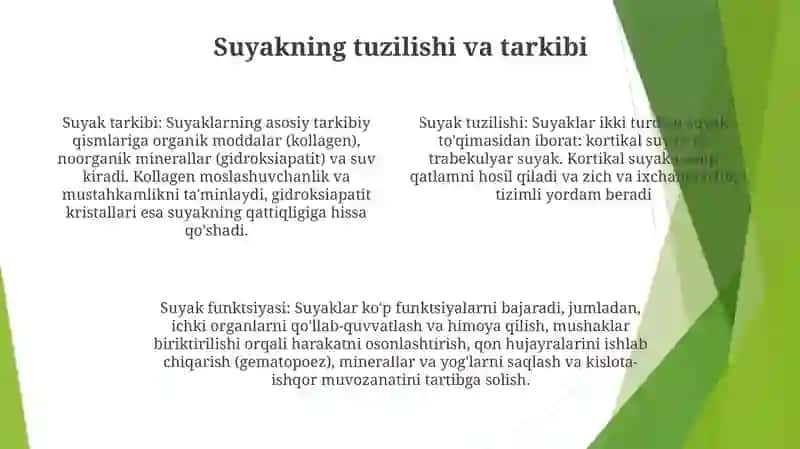 Suyaklar Sistemasi 3