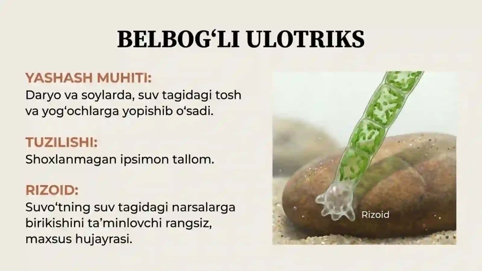 Ko'p hujayrali yashil suvo'tlar 3