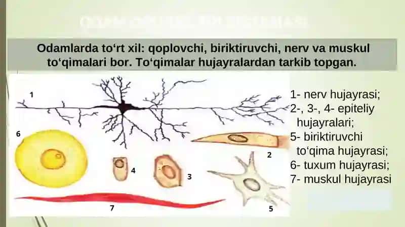 ODAM ORGANLARI SISTEMASI 3