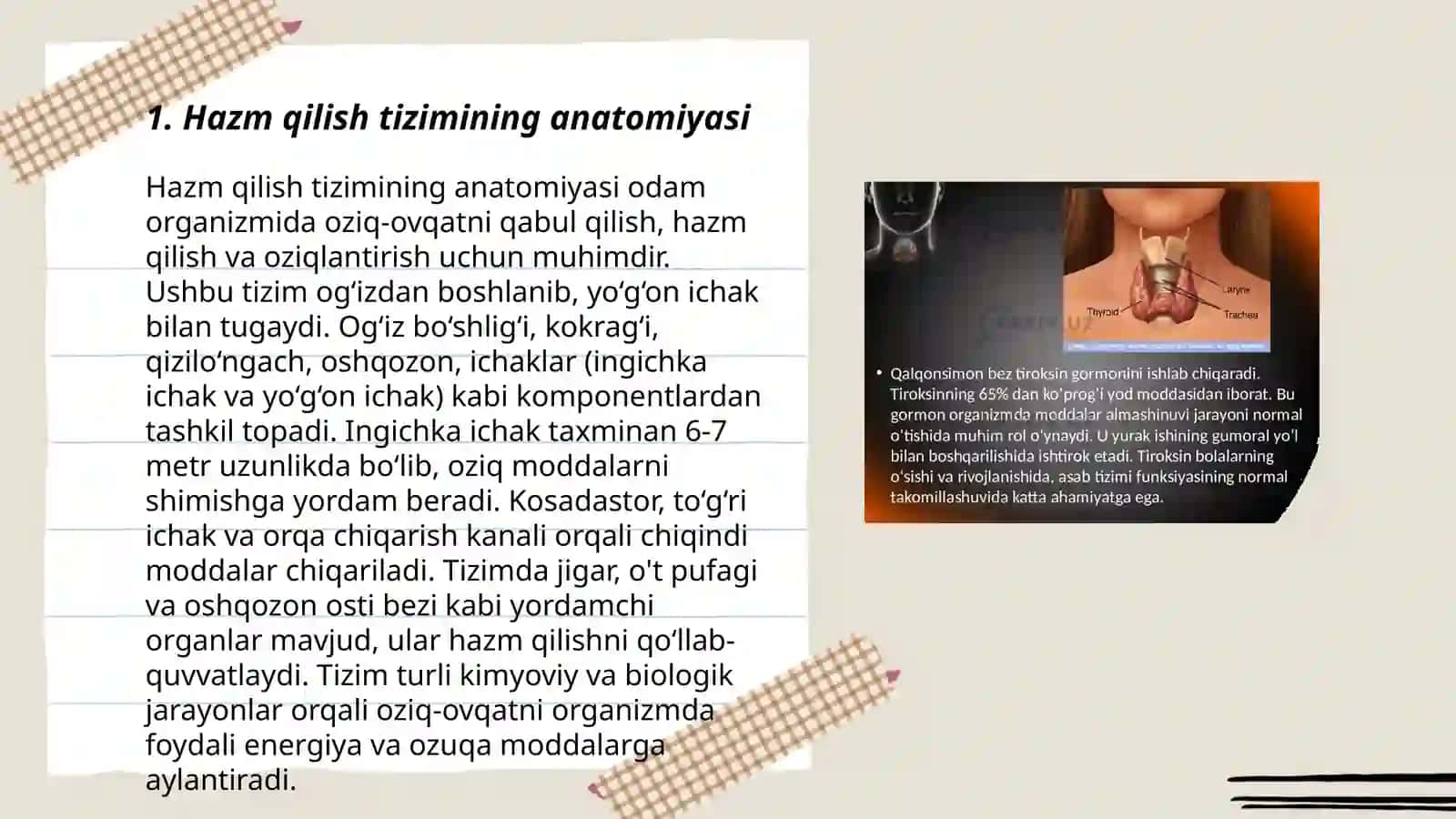 Hazm qilish tizimining anatomiyasi 3
