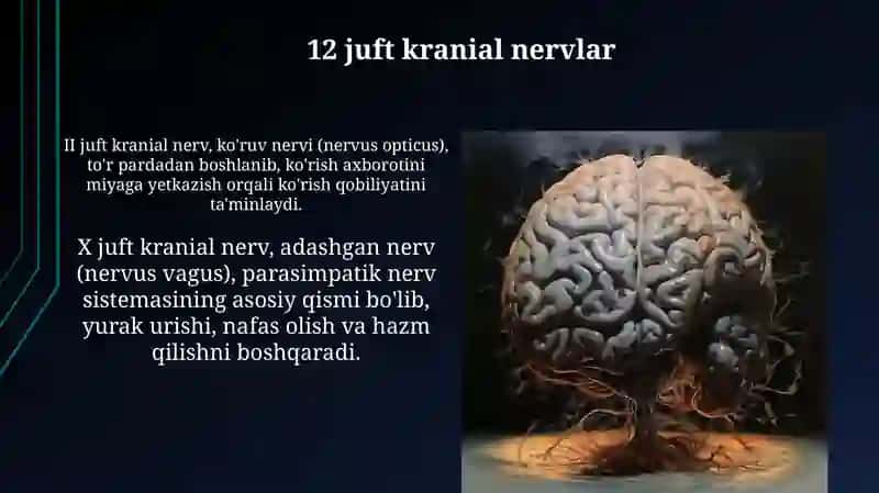 12 juft kranial nervlar 3
