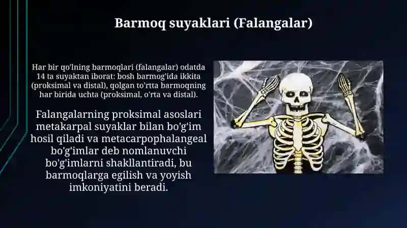 Yelka kamari 3