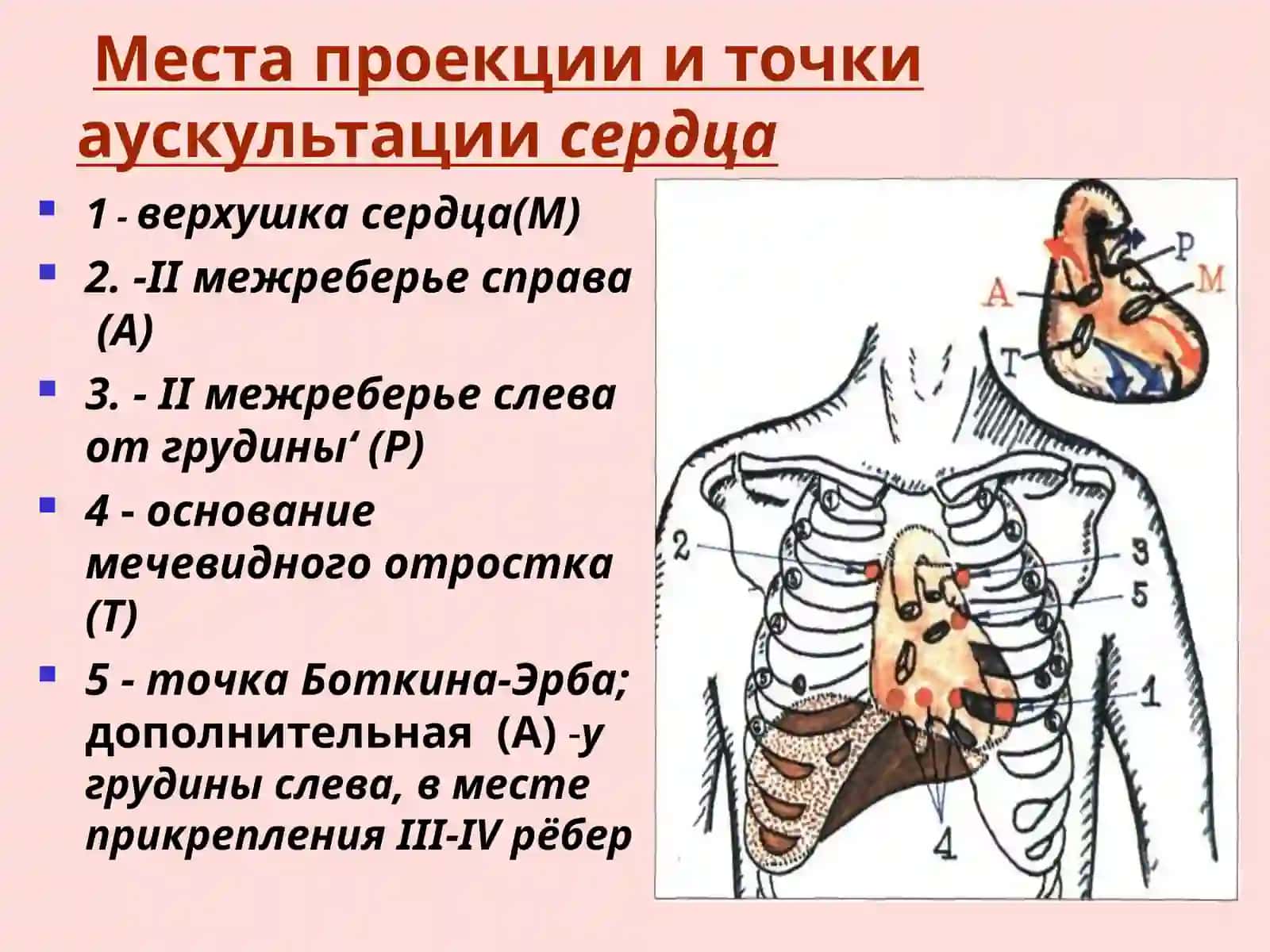 АУСКУЛЬТАЦИЯ СЕРДЦА.ТОНЫ СЕРДЦА В НОРМЕ И ПАТОЛОГИИ.ШУМЫ СЕРДЦА 3