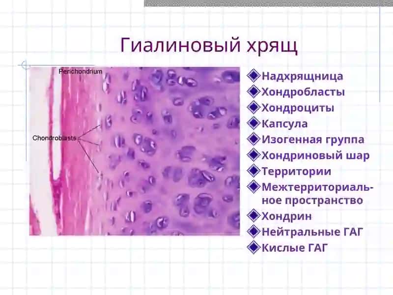 Хрящевая и костная ткани 3