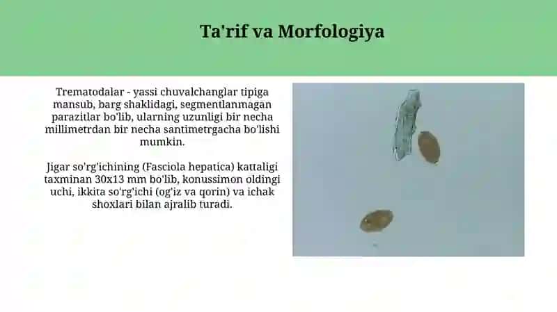 So’rg’ichlilar Odamparazitlari 3