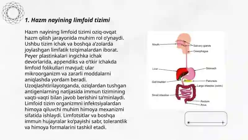 Hazm nayining limfoid tuzilmalari 3