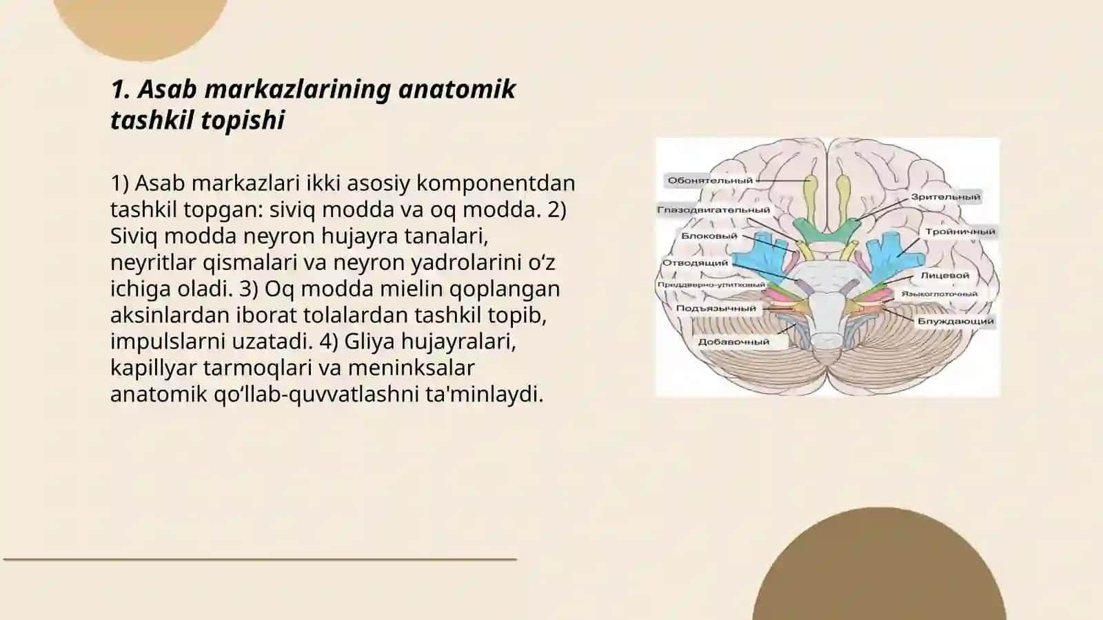 Asab markazlarning oʻziga xosligi 3