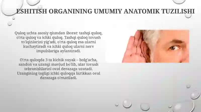 Eshitish organining umumiy innervatsiyasi 3