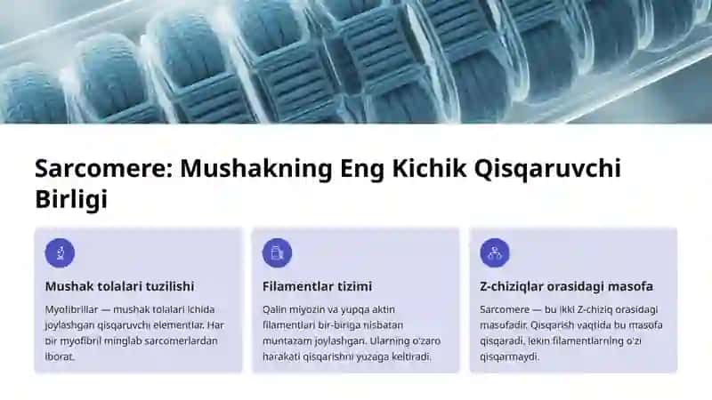 Mushak Qisqarish Mexanizmi 3