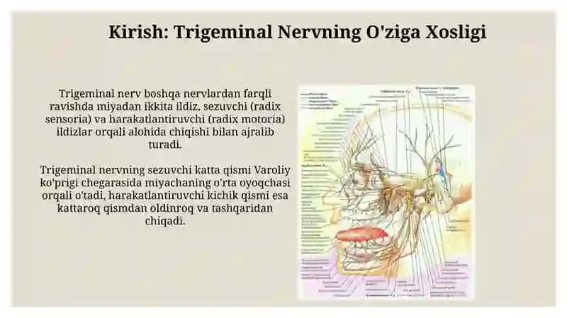 Trigeminal Nervning O'ziga Xosligi 3