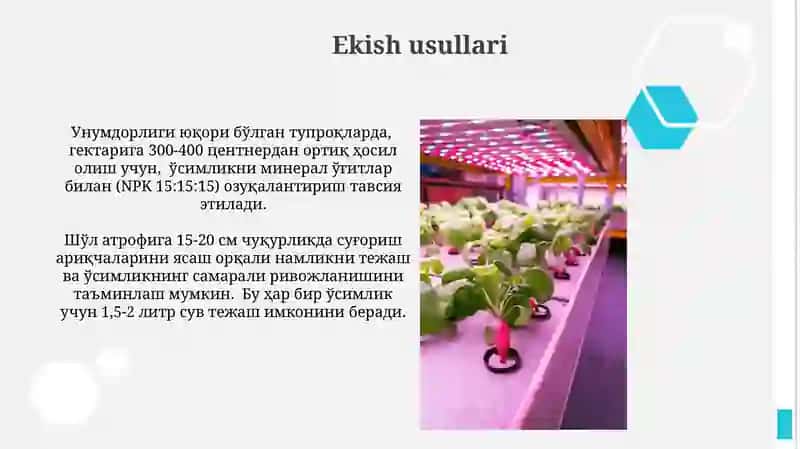 Sholgʻom yetishitirish texnalogiyasi 3