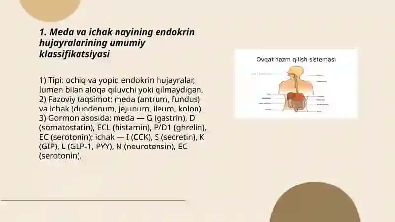 Meda ichak nayining endokrin hujayralari 3