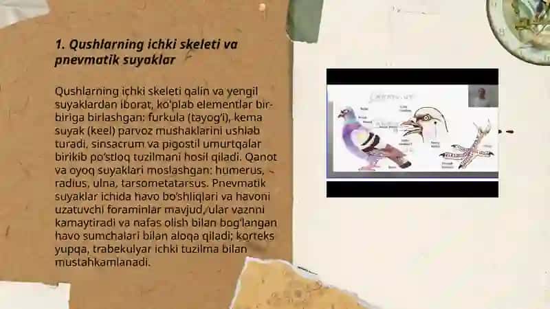 Qushlarning ichki tuzilishi 3